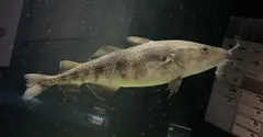 マダラ