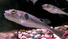 Purple Puffer
