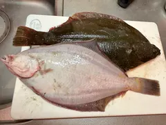 マガレイ