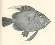 John Dory