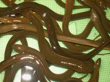 Asian Swamp Eel