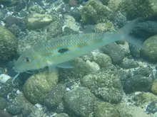 Yellowstripe Goatfish