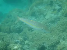 アカヒメジ