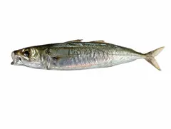 Temperate Scad