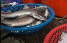 Starspotted Smooth-hound