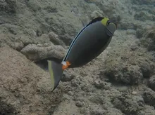 ミヤコテングハギ