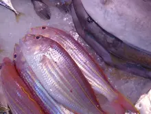 Golden Threadfin Bream