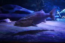 Ara