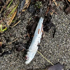 Pacific Herring