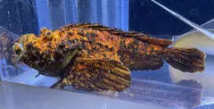 Devil stinger