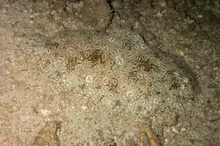 Peacock Sole