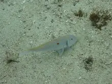 Cinnabar Goatfish