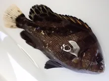 Crescent Sweetlips
