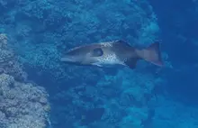 Blacksaddle Coralgrouper