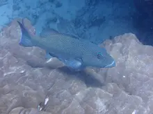 Leopard Coralgrouper