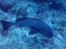 Dotted Sweetlips