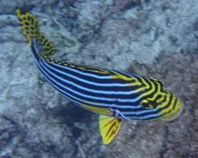 Oriental Sweetlips