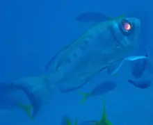 Crescent-tail Bigeye