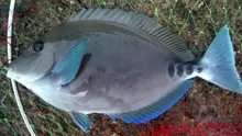 ニザダイ