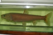 Pacific Redfin