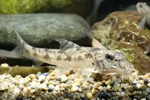 Pike Gudgeon