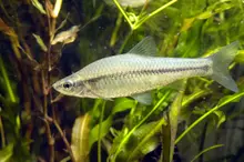 Topmouth Gudgeon