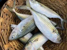 Longjaw Mackerel