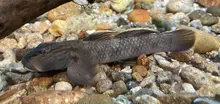 Rhinogobius fluviatilis