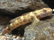 Rhinogobius mizunoi