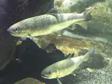 サクラマス