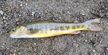 Asian Dolly Varden