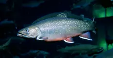 Brook Trout