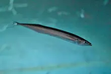 Pacific Saury