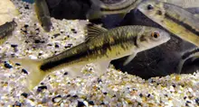 River Gudgeon