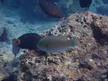 ツキノワブダイ