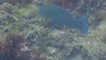 アオブダイ