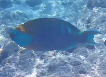 ニシキブダイ