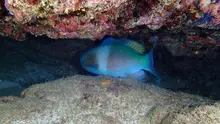 ナガブダイ
