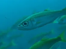 Gnomefish