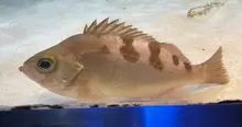 トゴットメバル