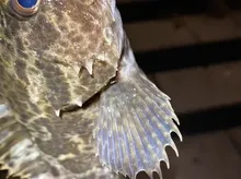Oblong Rockfish