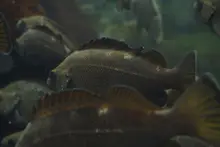 エゾメバル