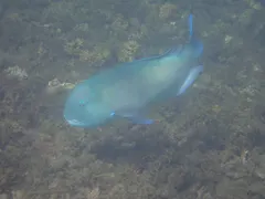 シロクラベラ