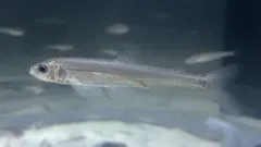 シシャモ