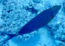 ハナアイゴ