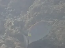 ゴマアイゴ