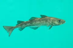 Alaska Pollock