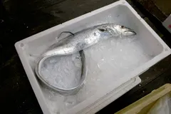 タチウオ