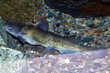 Gigi catfish