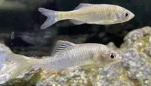 Slender Bitterling